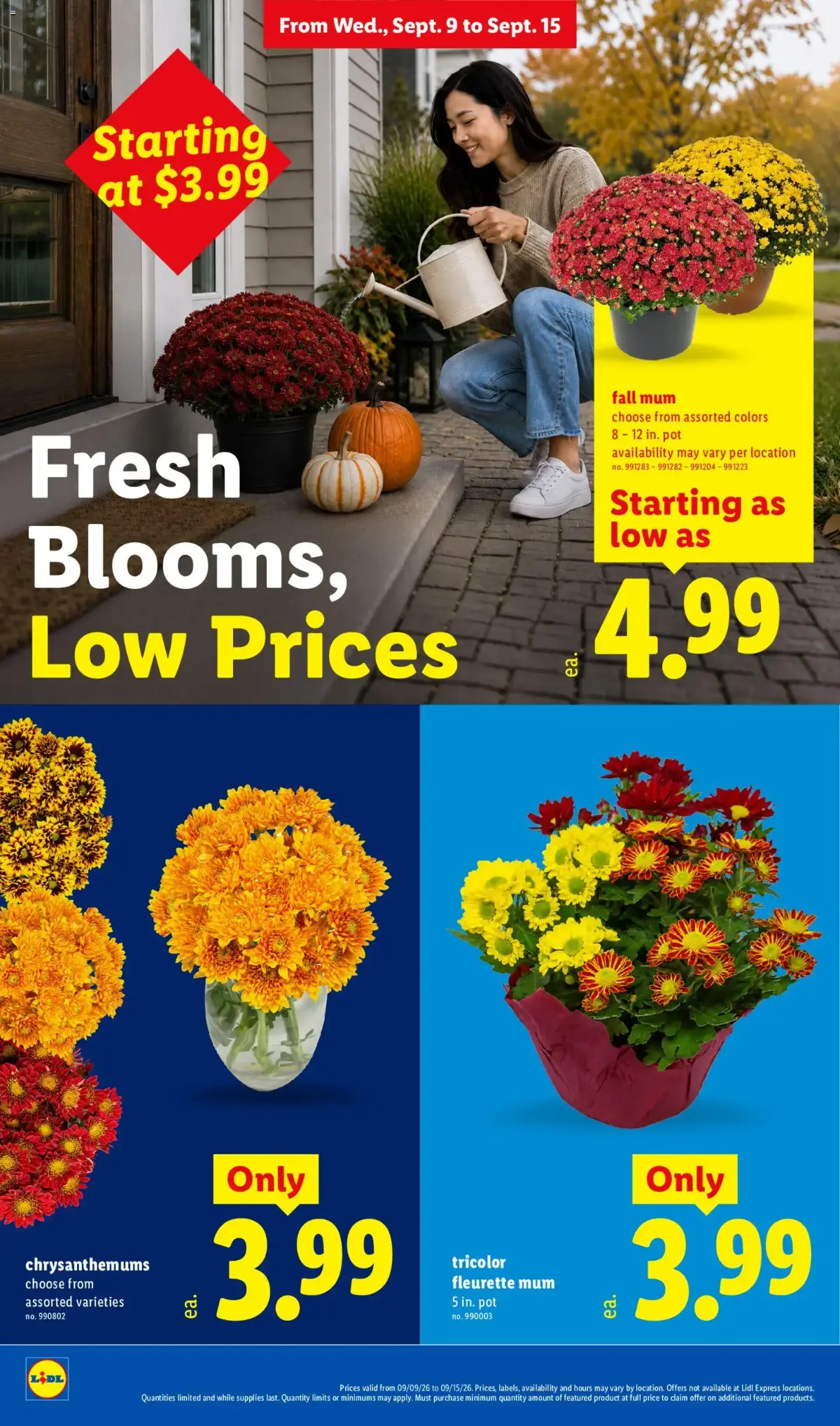 Lidl Weekly Ad, page 22 of 34, valid 09/09/2026 - 09/15/2026 — Starting, Fall Mum, Blooms, Tricolor