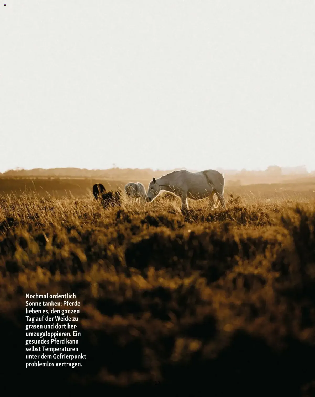 Fressnapf Friends Magazin — Seite 12