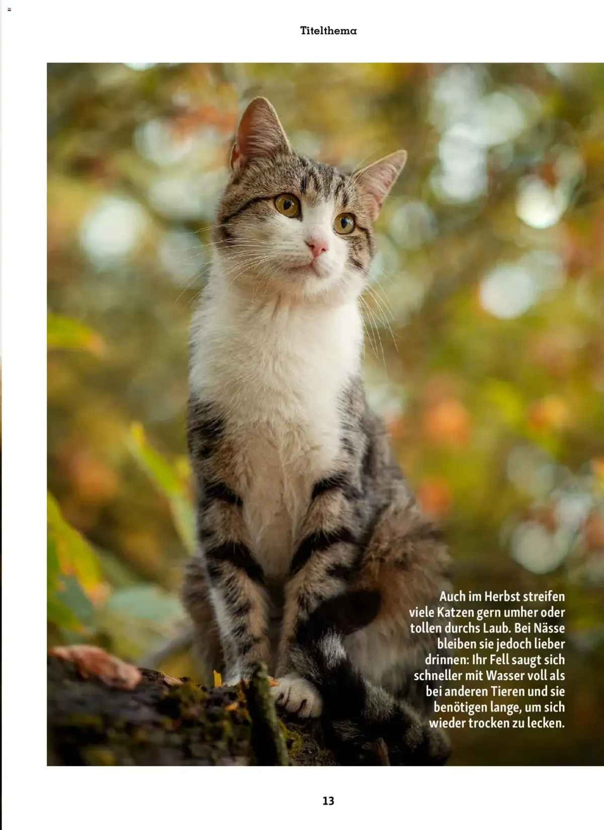 Fressnapf Friends Magazin — Seite 13