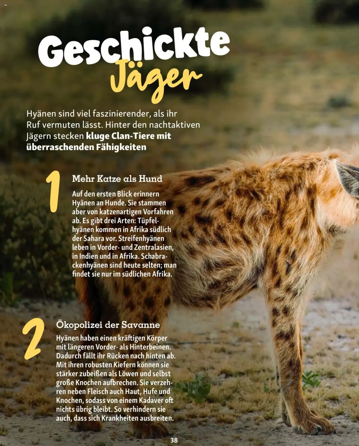 Fressnapf Friends Magazin — Seite 38